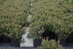 Photinia nana 